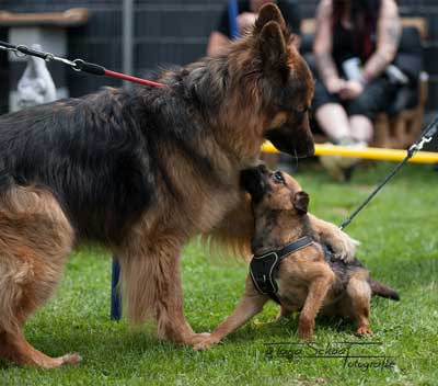 Simone Kikstein Hundephysio